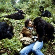 Gorillas in the Mist: The Story of Dian Fossey - galeria zdjęć - filmweb