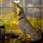 Marley & Me - galeria zdjęć - filmweb