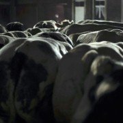 Rundskop - galeria zdjęć - filmweb