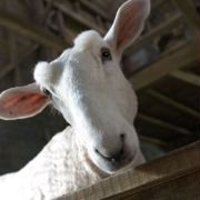 Charlotte's Web - galeria zdjęć - filmweb