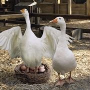 Charlotte's Web - galeria zdjęć - filmweb