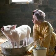 Pajęczyna Charlotty - galeria zdjęć - filmweb