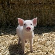 Charlotte's Web - galeria zdjęć - filmweb
