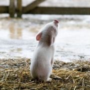 Charlotte's Web - galeria zdjęć - filmweb