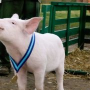 Charlotte's Web - galeria zdjęć - filmweb