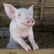 Charlotte's Web - galeria zdjęć - filmweb