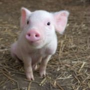 Charlotte's Web - galeria zdjęć - filmweb