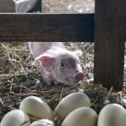 Charlotte's Web - galeria zdjęć - filmweb