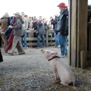 Charlotte's Web - galeria zdjęć - filmweb