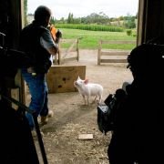 Charlotte's Web - galeria zdjęć - filmweb