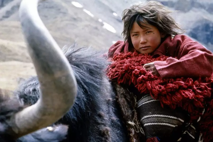 Himalaya - dzieciństwo wodza - galeria zdjęć - filmweb