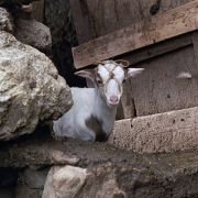 Le quattro volte - galeria zdjęć - filmweb