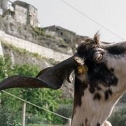 Le quattro volte - galeria zdjęć - filmweb