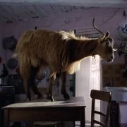 Le quattro volte - galeria zdjęć - filmweb