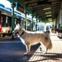 O psie, który jeździł koleją 2 - galeria zdjęć