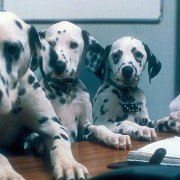 102 Dalmatians - galeria zdjęć - filmweb