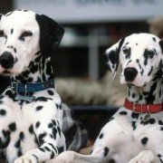 102 Dalmatians - galeria zdjęć - filmweb