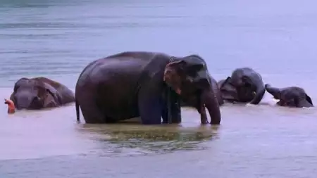 Szpital dla słoni - galeria zdjęć - filmweb