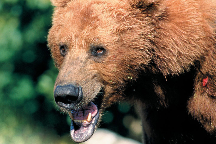 Ballada o kowboju bez pistoletu (recenzja filmu Grizzly Man)