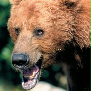 Grizzly Man - galeria zdjęć - filmweb