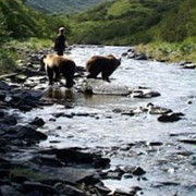 Grizzly Man - galeria zdjęć - filmweb