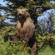 Grizzly Man - galeria zdjęć - filmweb