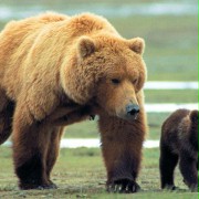 Grizzly Man - galeria zdjęć - filmweb