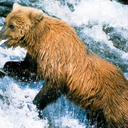 Grizzly Man - galeria zdjęć - filmweb