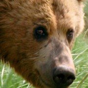 Grizzly Man - galeria zdjęć - filmweb