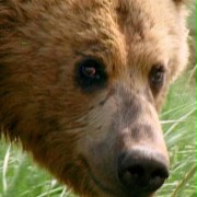 Grizzly Man - galeria zdjęć - filmweb