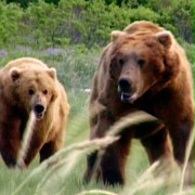 Grizzly Man - galeria zdjęć - filmweb