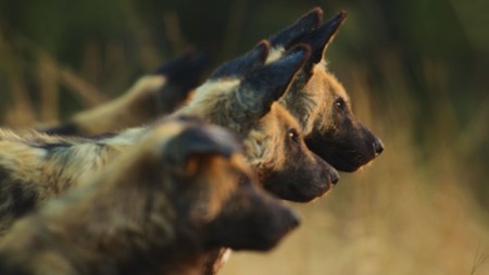 Sezon 1 Odcinek 3 Bostwana Wild Dogs