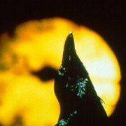 The Crow: Salvation - galeria zdjęć - filmweb