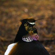 Dancing with the Birds - galeria zdjęć - filmweb