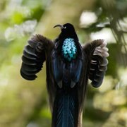 Dancing with the Birds - galeria zdjęć - filmweb
