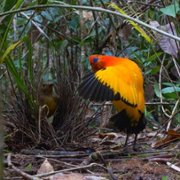 Dancing with the Birds - galeria zdjęć - filmweb