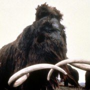 La Guerre du feu - galeria zdjęć - filmweb