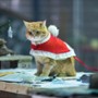 Świąteczny prezent od kota Boba - galeria zdjęć
