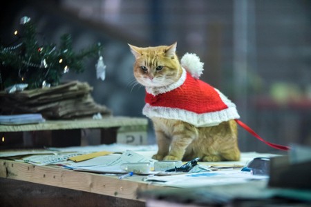 Świąteczny prezent od kota Boba - galeria zdjęć - filmweb