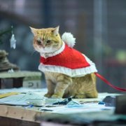 A Christmas Gift from Bob - galeria zdjęć - filmweb