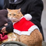 A Christmas Gift from Bob - galeria zdjęć - filmweb