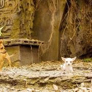 Beverly Hills Chihuahua - galeria zdjęć - filmweb