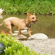 Beverly Hills Chihuahua - galeria zdjęć - filmweb