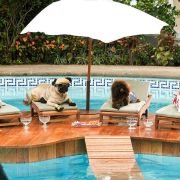 Beverly Hills Chihuahua - galeria zdjęć - filmweb