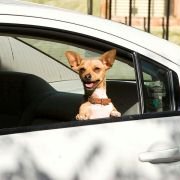 Beverly Hills Chihuahua - galeria zdjęć - filmweb
