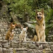 Beverly Hills Chihuahua - galeria zdjęć - filmweb