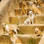 Beverly Hills Chihuahua - galeria zdjęć - filmweb