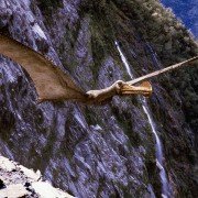 Wędrówki z dinozaurami - galeria zdjęć - filmweb