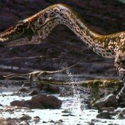 Walking with Dinosaurs - galeria zdjęć - filmweb