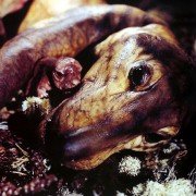 Walking with Dinosaurs - galeria zdjęć - filmweb